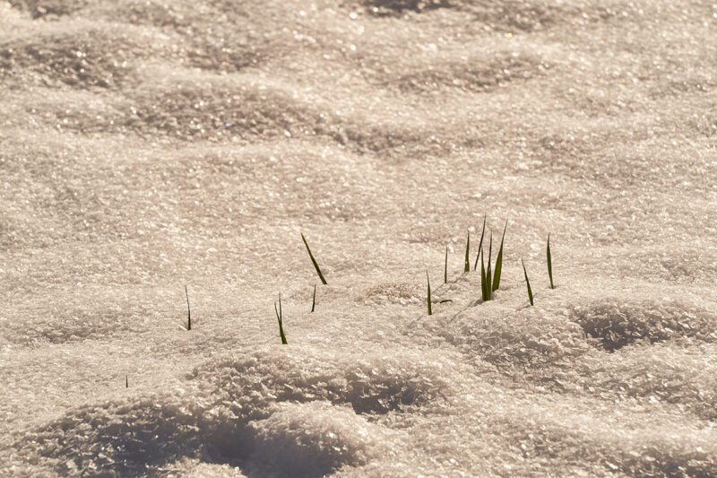 Grass peaking up above snow
