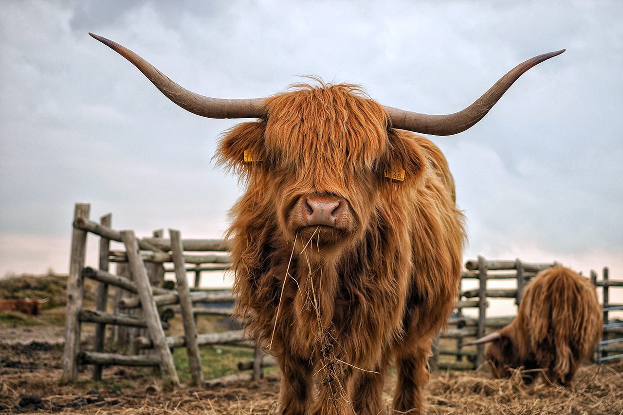 Bull with big horns