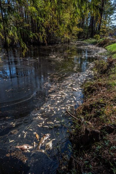 Pollution in river