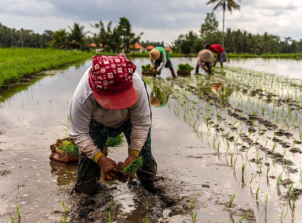 Rice Field Workers