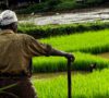 Helping Smallholder Farmers Modernize through Technology