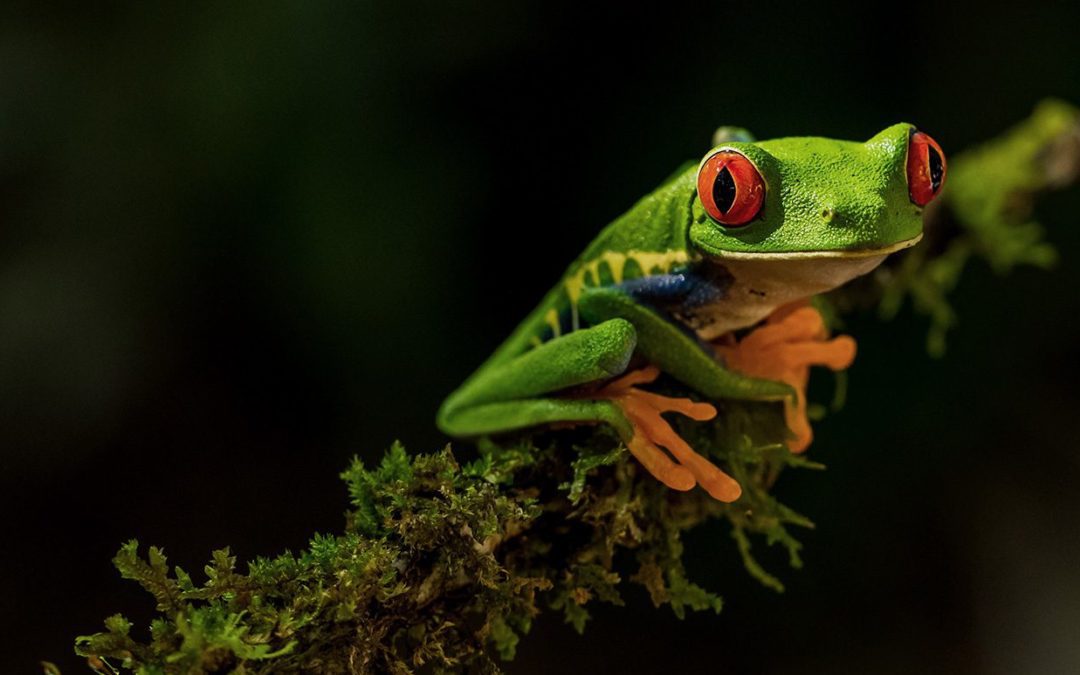 Impact Economy
