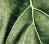 Forging the Next Economy with Nature as Our Guide
