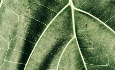Forging the Next Economy with Nature as Our Guide