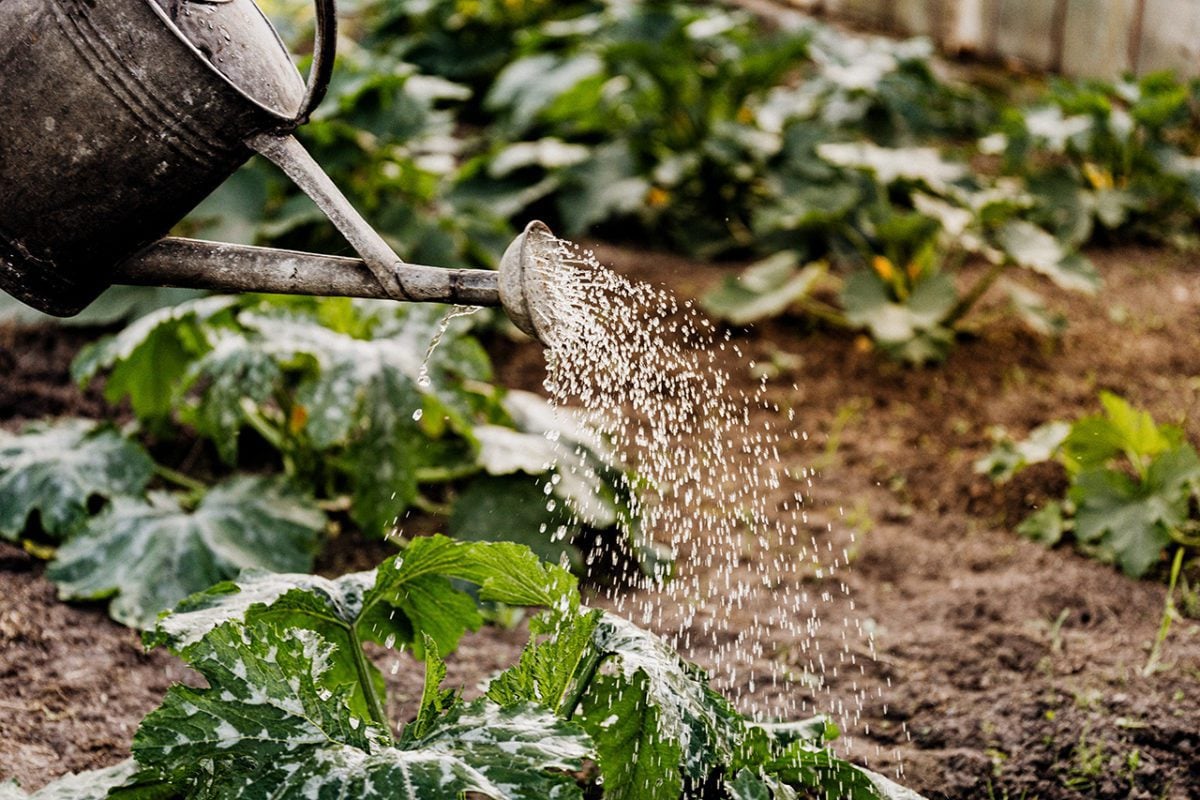 Fleming & Nagel - Soil, Food, Health and the Environment FEATURED
