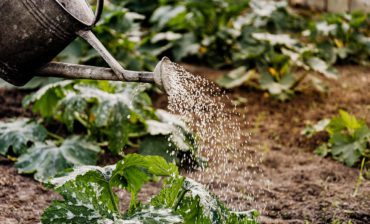 Soil, Food, Health, and the Environment
