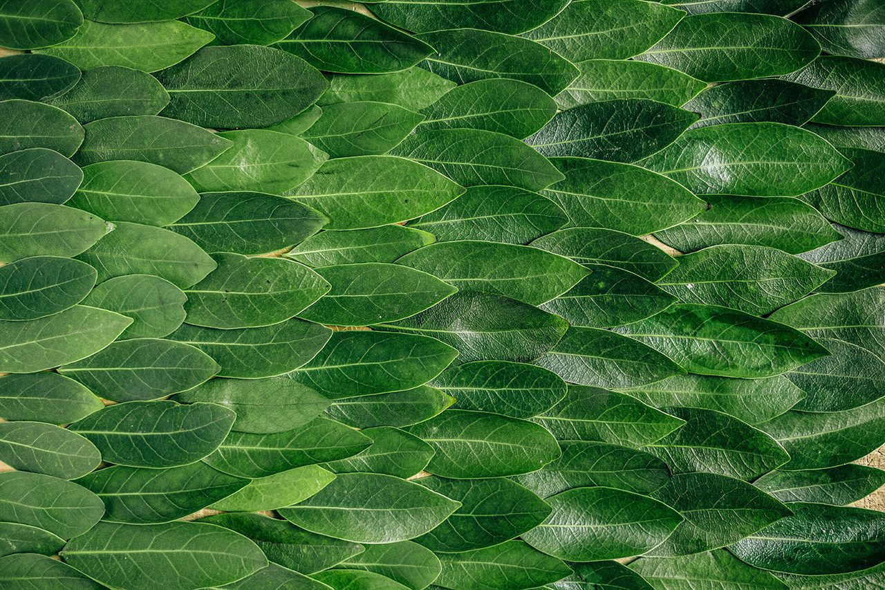 Leaves