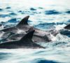 Marine Conservation Funding Gap