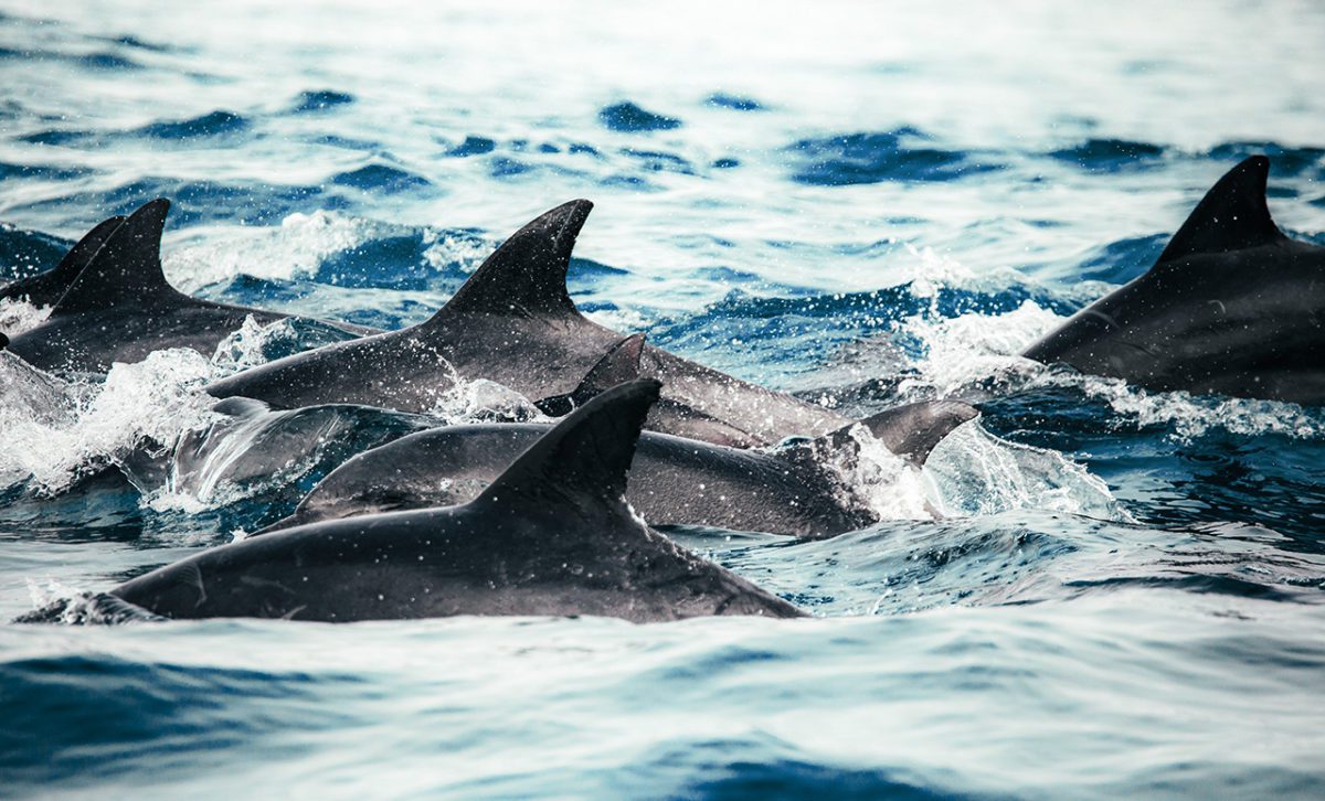 Marine conservation funding gap- Featured