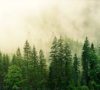 Seeing the Forest and the Trees: Carbon-backed Stablecoins