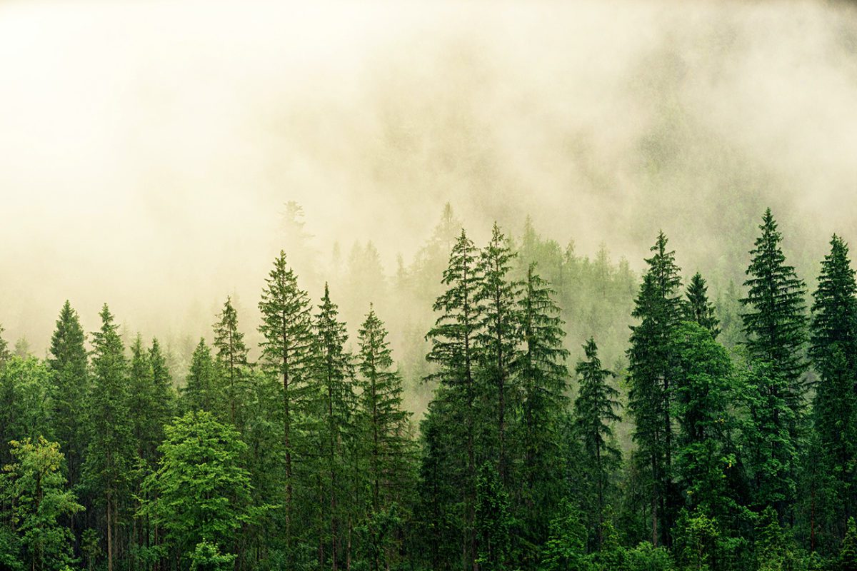 Matthew Eshed - Seeing the forest and the trees FEATURED