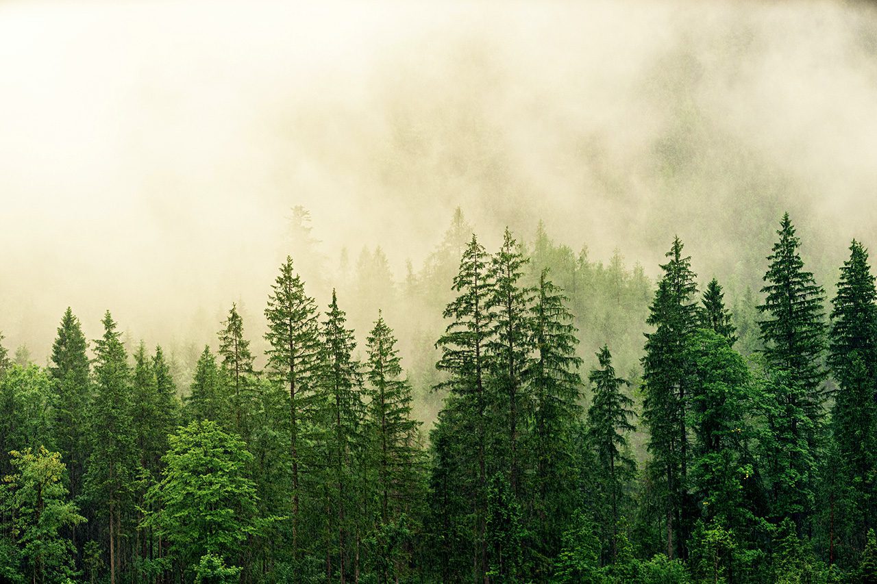 Forest shouded in mist