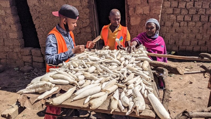 African Farmers Sorting Produce