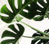 Non-Toxic Cleaners: The Next Phase of the Global Organic Movement
