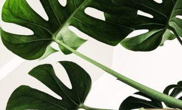 Non-Toxic Cleaners: The Next Phase of the Global Organic Movement