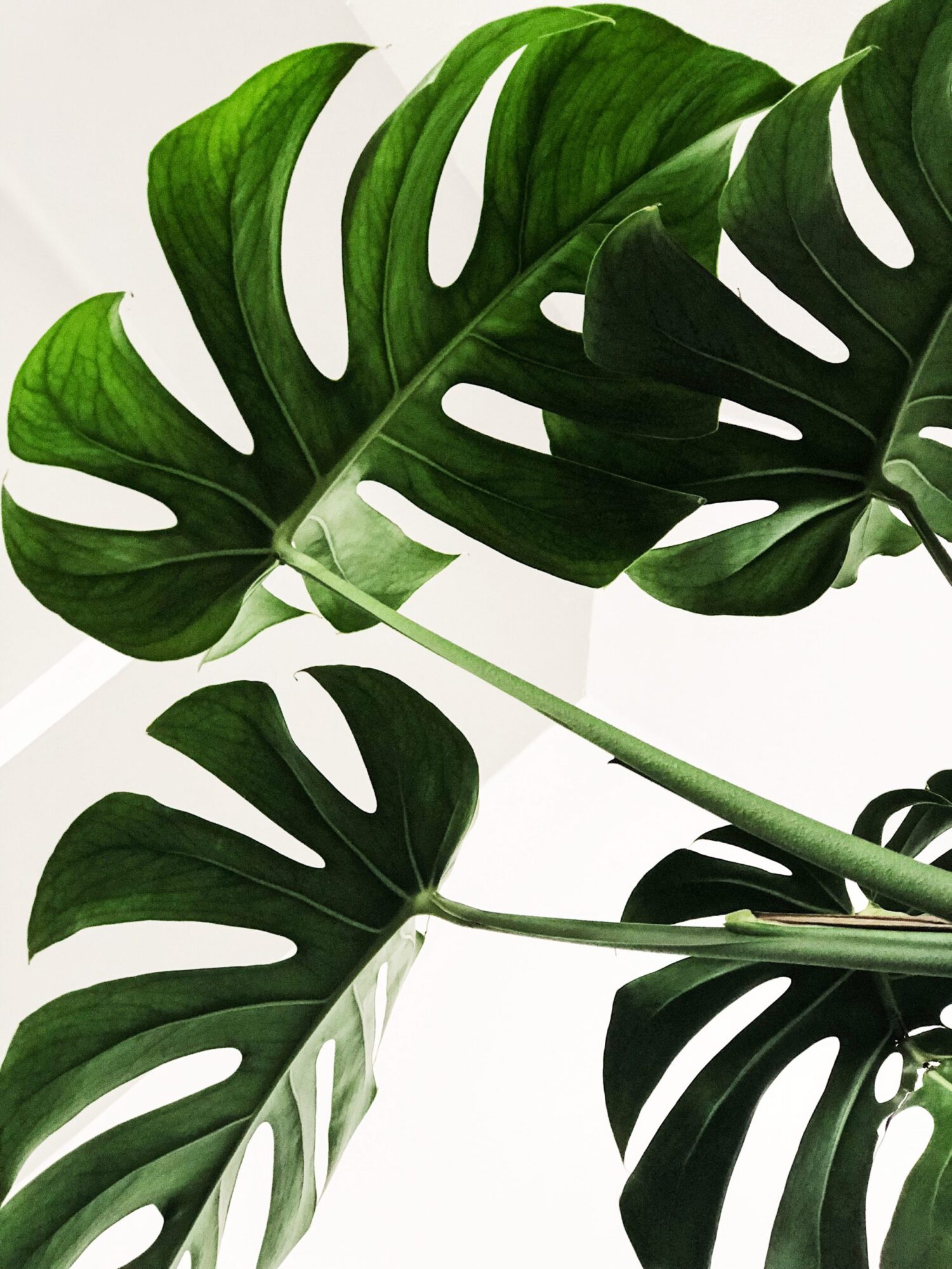 Eloquent leaves