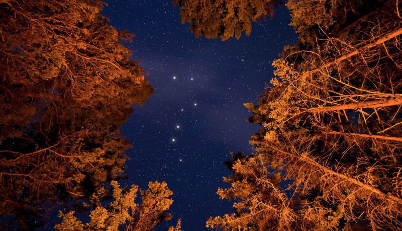 Trees illuminated at night