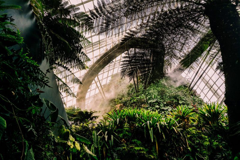 Conservatory with plants