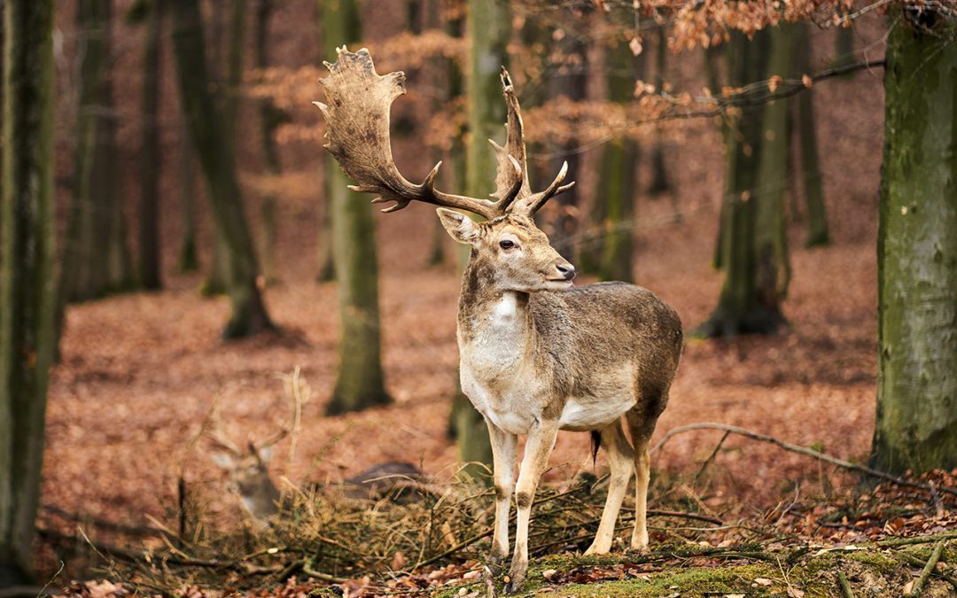 Investing in Nature through the  Public Equity Markets