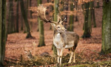 Investing in Nature through the  Public Equity Markets