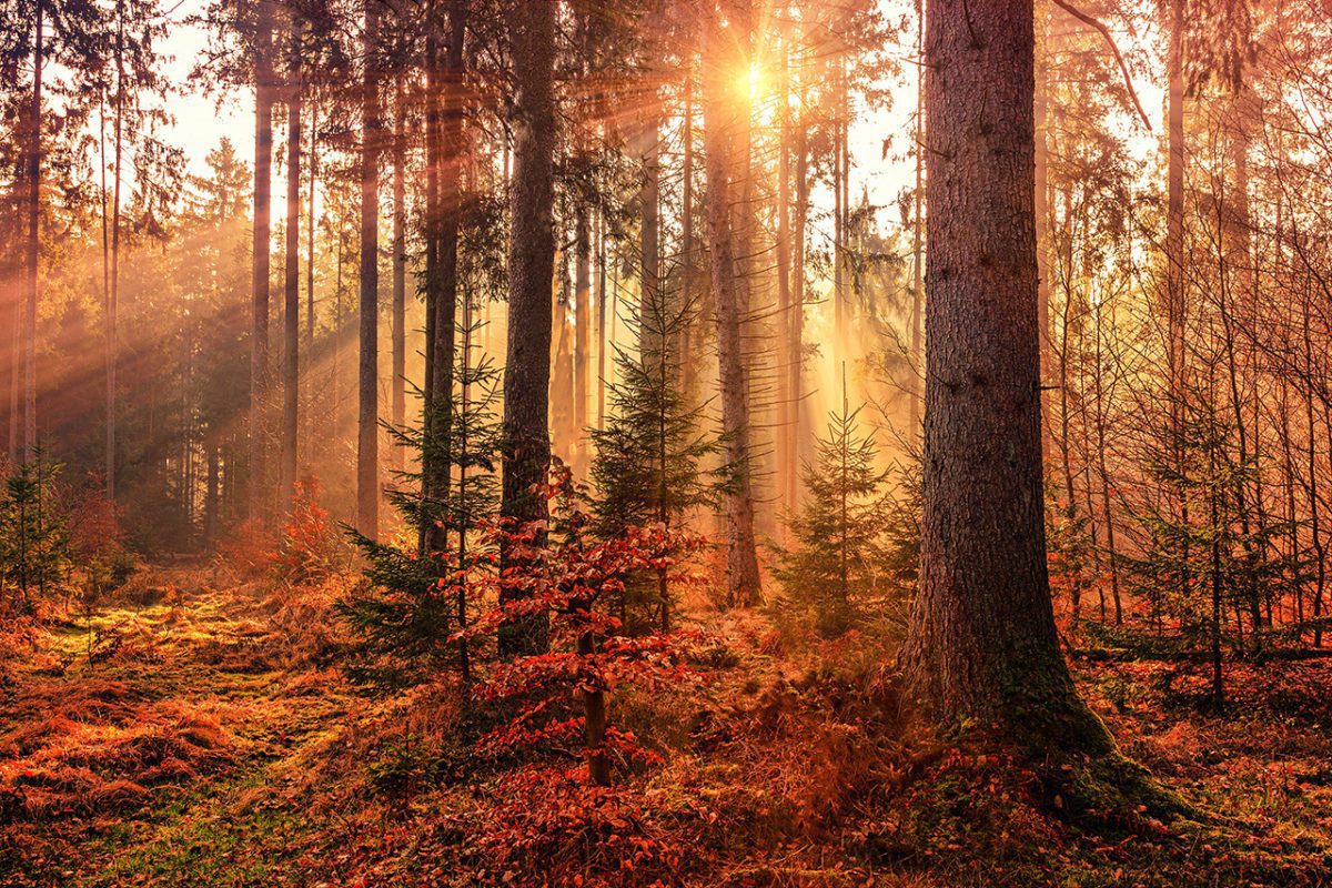 Sunrise