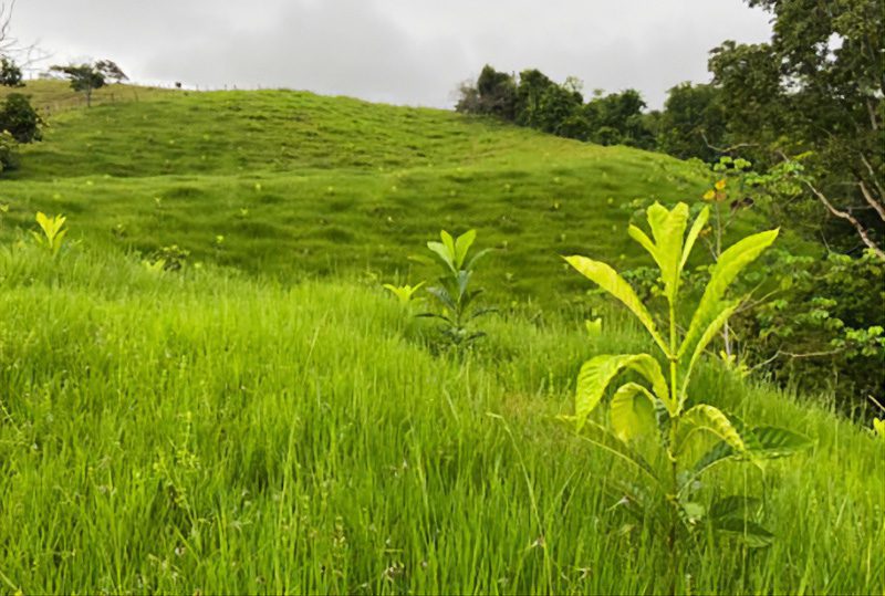Grassy Hillside