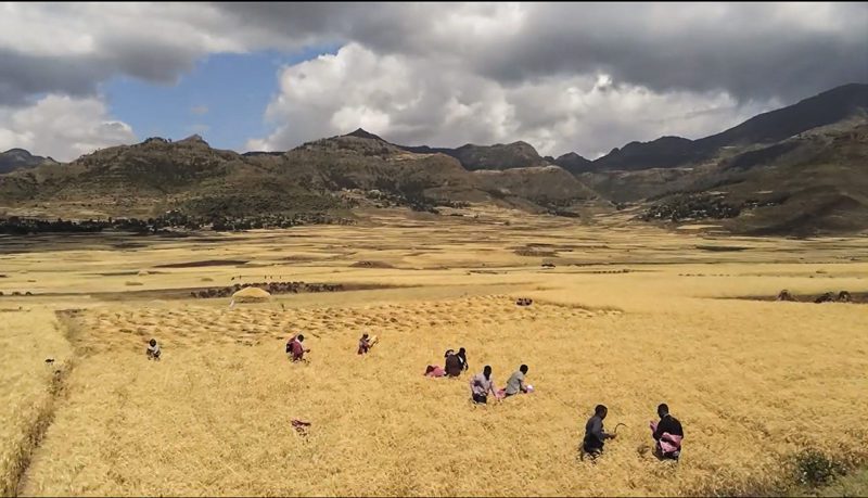 Africans working field