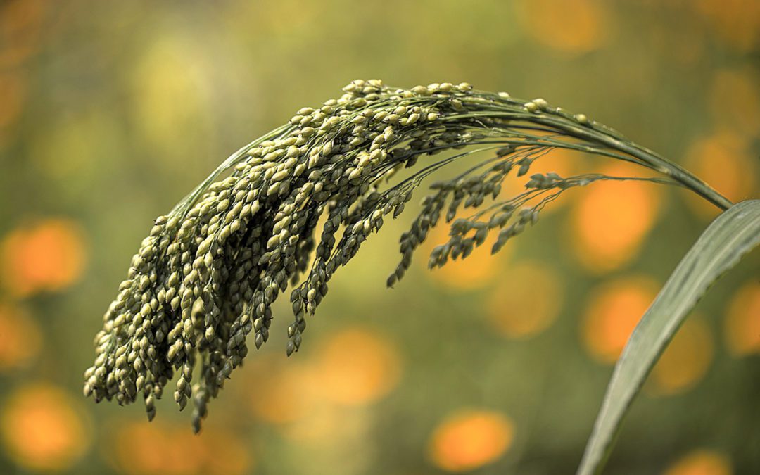 The Global Impact Economy of Millets