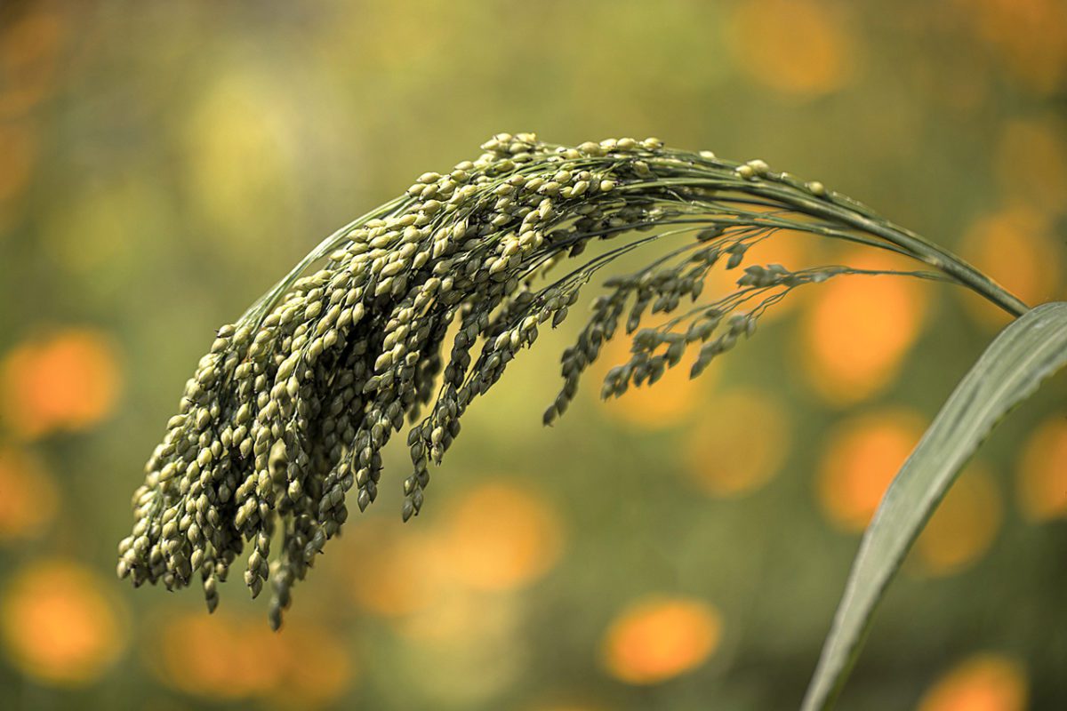 Choudhary, Baloni - Millets FEATURED