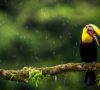 Natural Asset Companies (NACs)