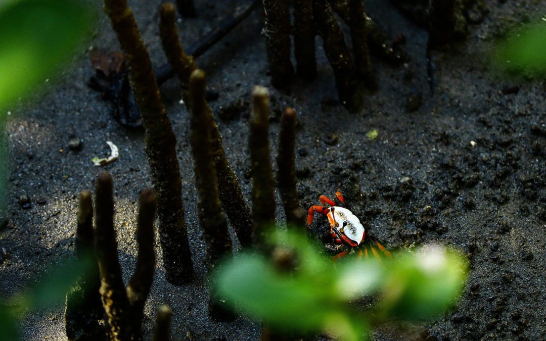 Blue Carbon and Its Role in Combating Climate Change