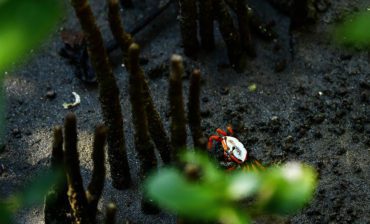 Blue Carbon and Its Role in Combating Climate Change