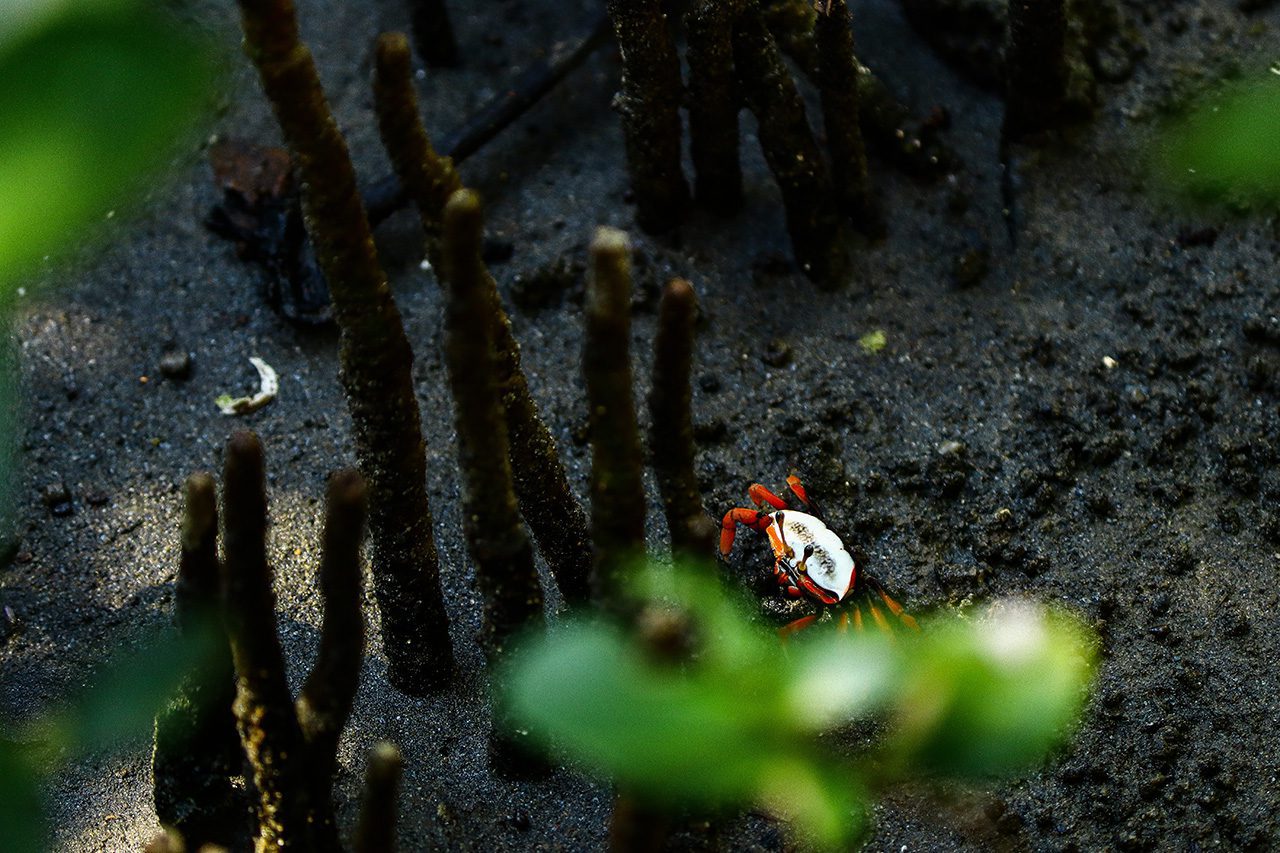 Colorful Crab on Sea Floor