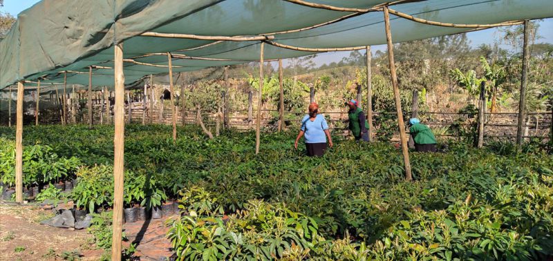 Tree planting operation in Africa
