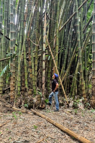 Worker in Guatemalan Forest 