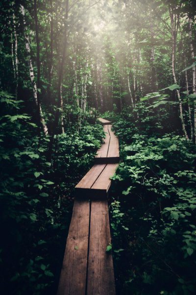 Walkway in wilderness