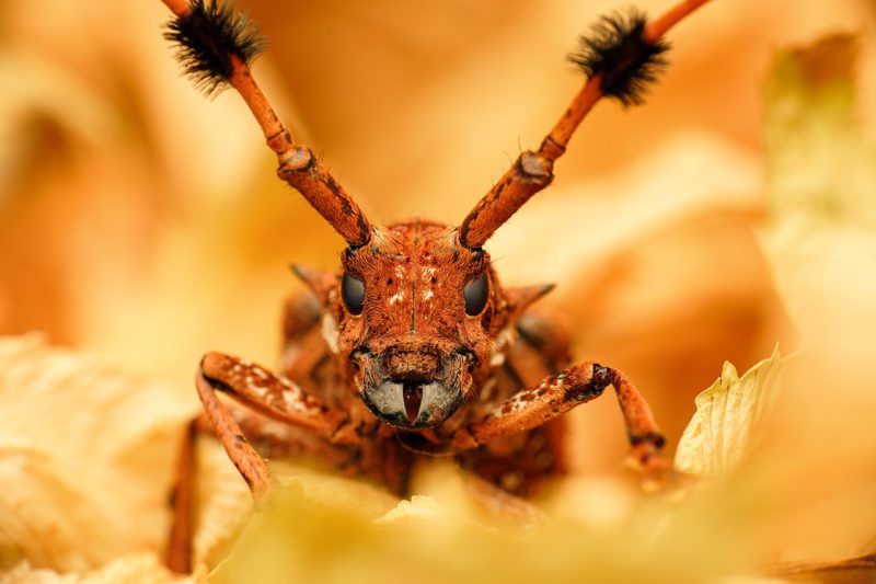 Insect with antenna