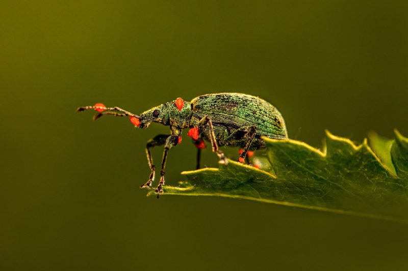Colorful insect