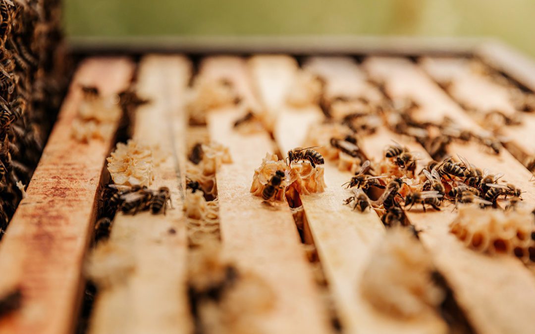 The Impetus for Investing in Biodiversity