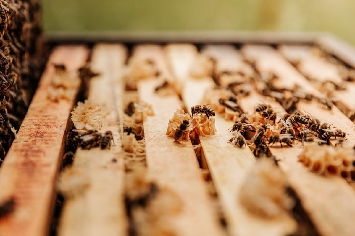 Rachel Lim - Investing in Biodiversity FEATURED