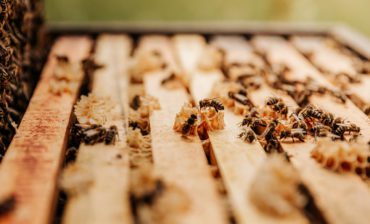 The Impetus for Investing in Biodiversity