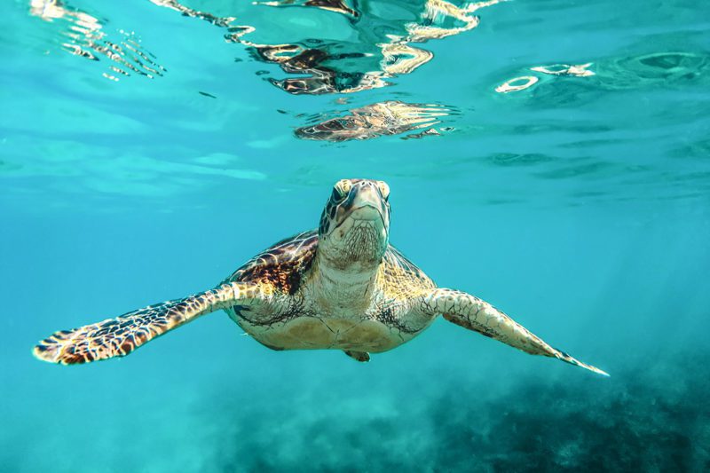 Sea turtle in ocean