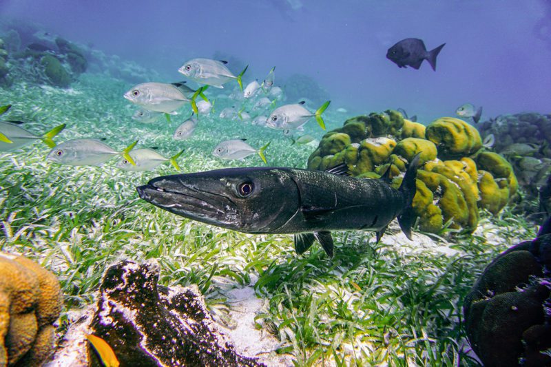 Fish in ocean