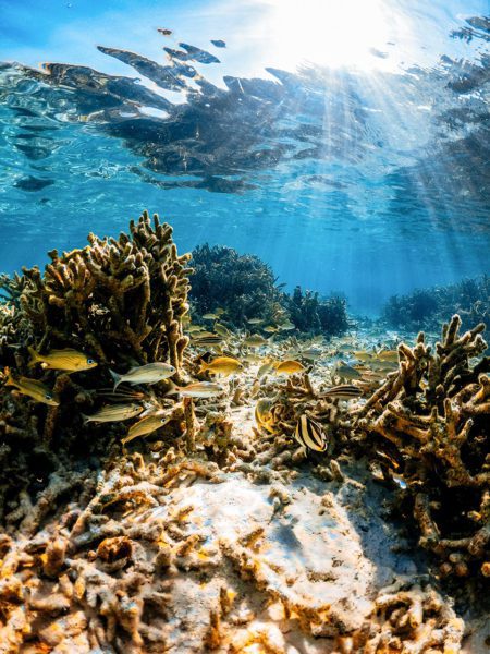 Undersea landscape