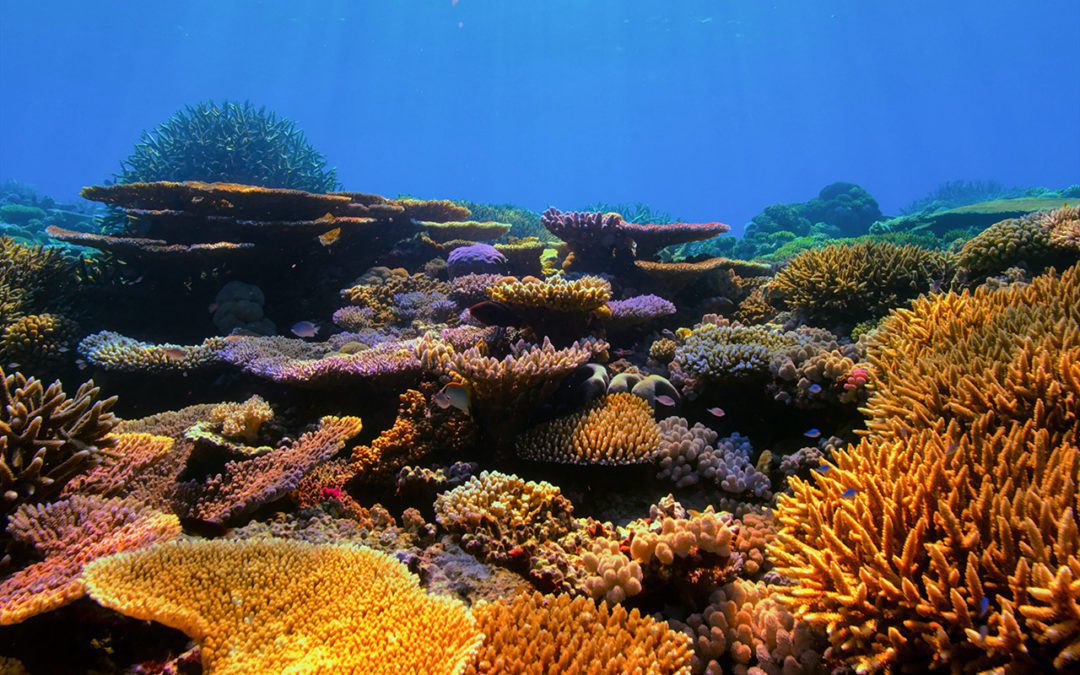 Restoring Coral Reefs Is One Key to Puerto Rico’s Economic Future