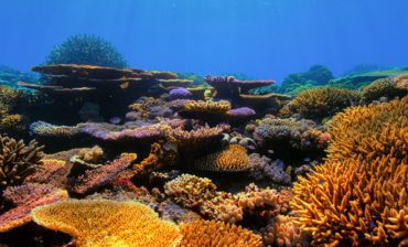 Restoring Coral Reefs Is One Key to Puerto Rico’s Economic Future