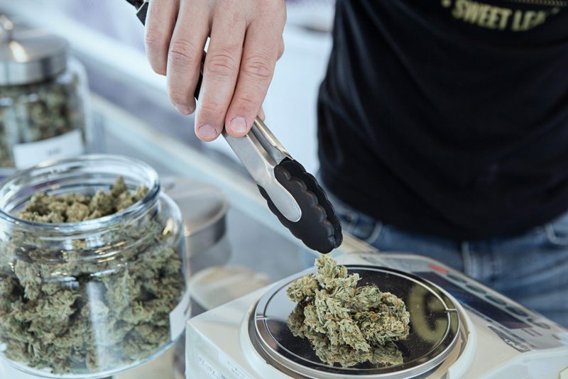 Cannabis being measured