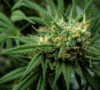 Cannabis Needs Impact Investors