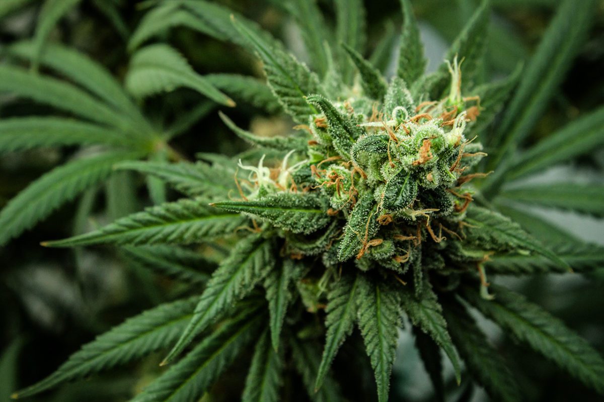 Meg Massey - Cannabis Impact Investing