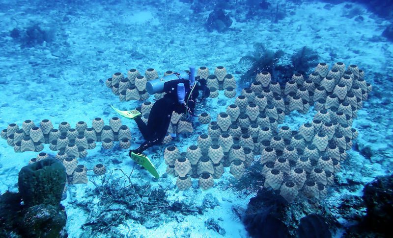 Divers laying coral reef modules